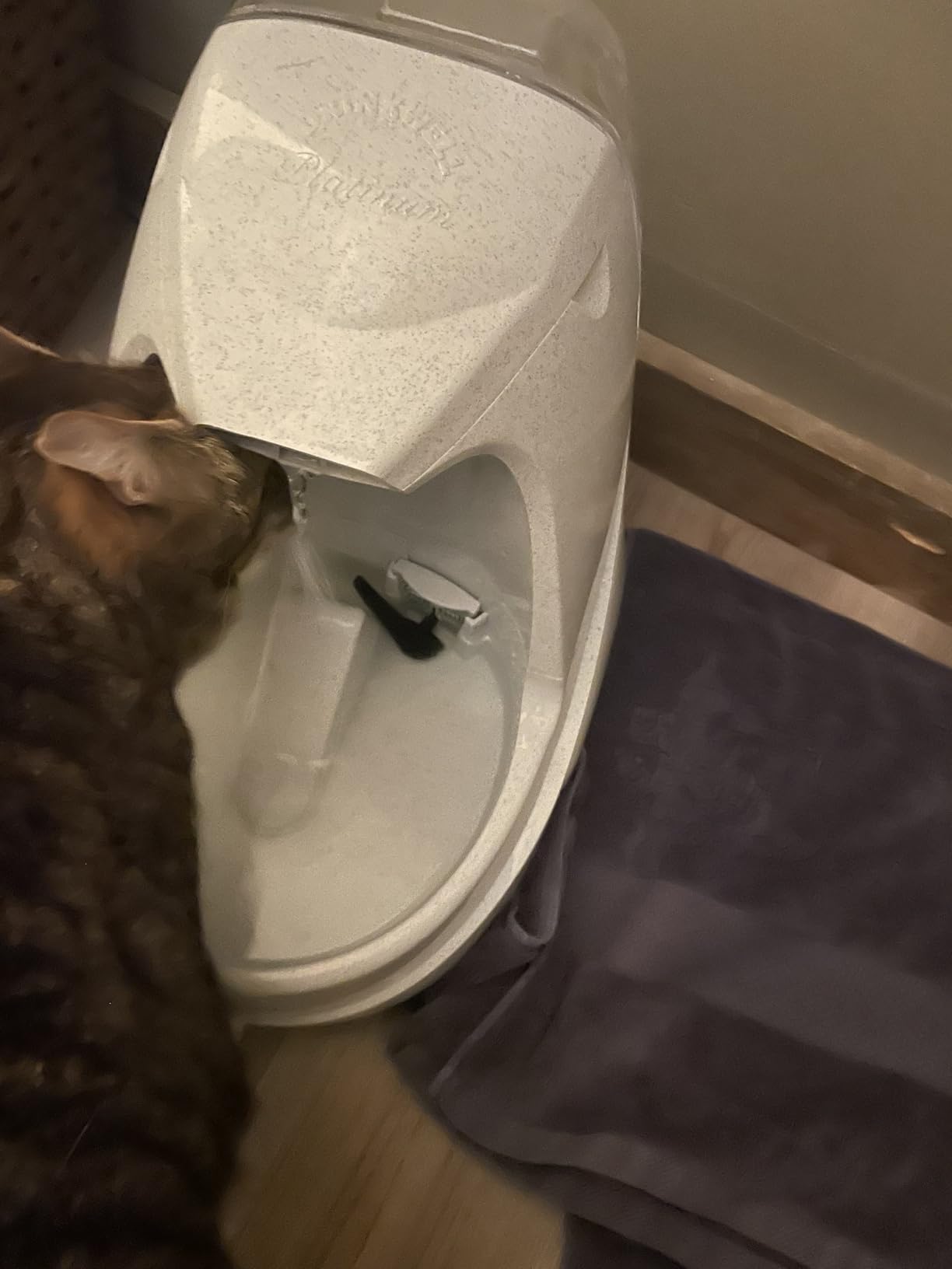 PetSafe Drinkwell Platinum Cat Water Fountain, 168 oz/5L, Grey | Free-Falling Stream Encourages Drinking, Dishwasher Safe, Large Capacity, Includes Replaceable Carbon Filter customer photo 1
