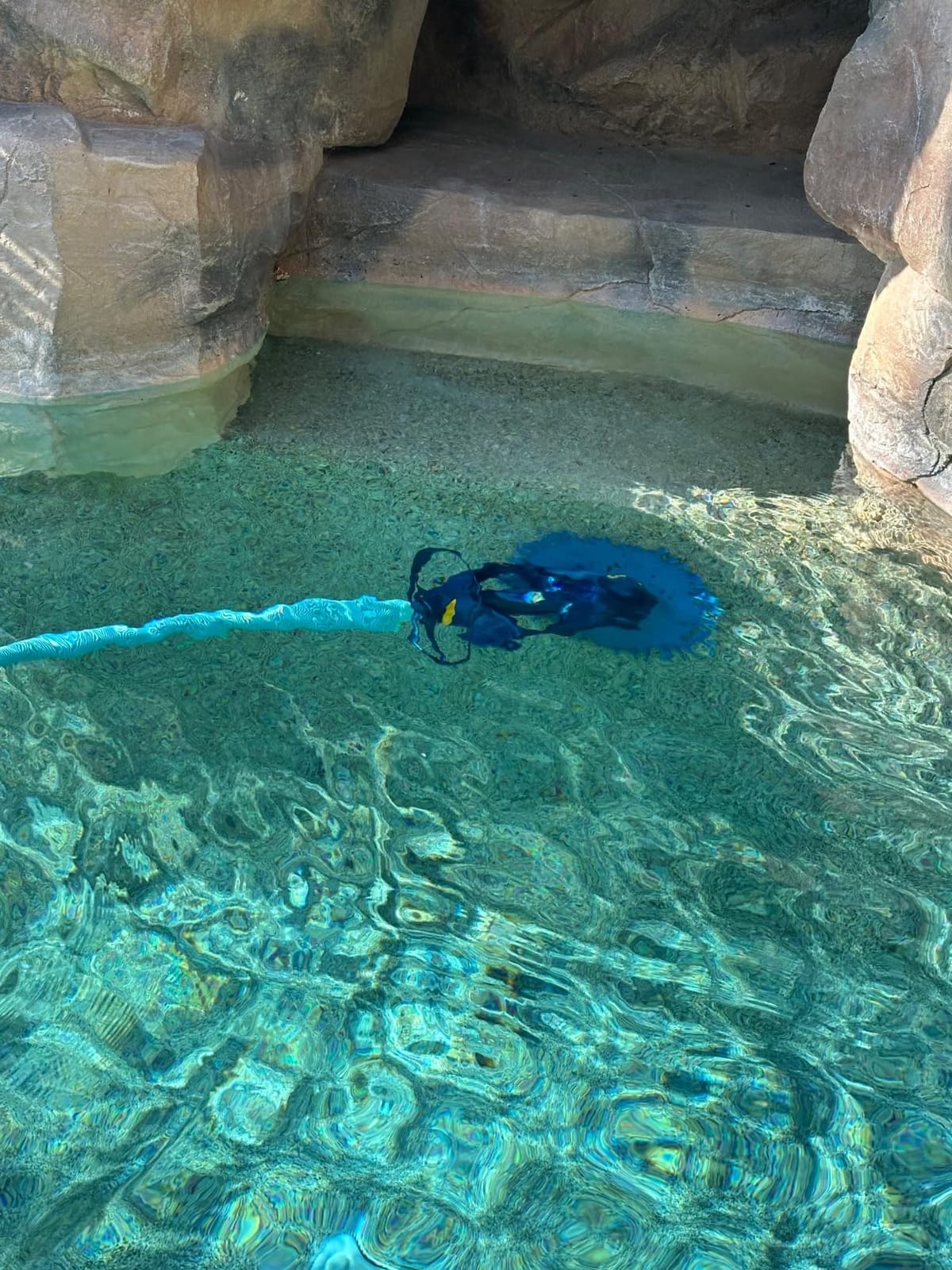 Zodiac G3 Suction-Side Inground Vacuum Pool Cleaner customer photo 2