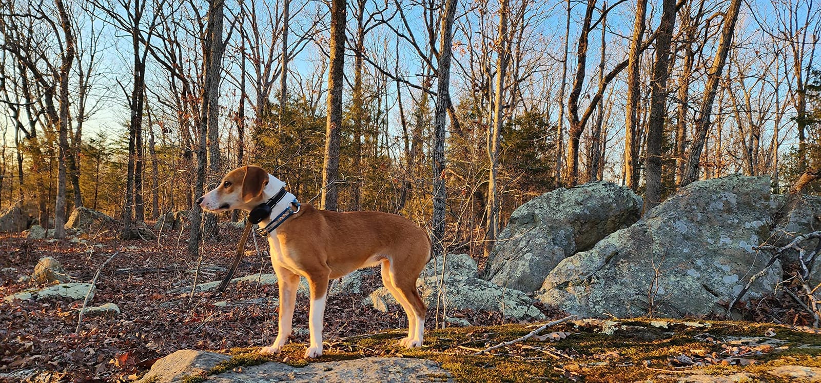 Dog Shock Collar, Electric Dog Training Collar with Remote & 4-Channels customer photo 2