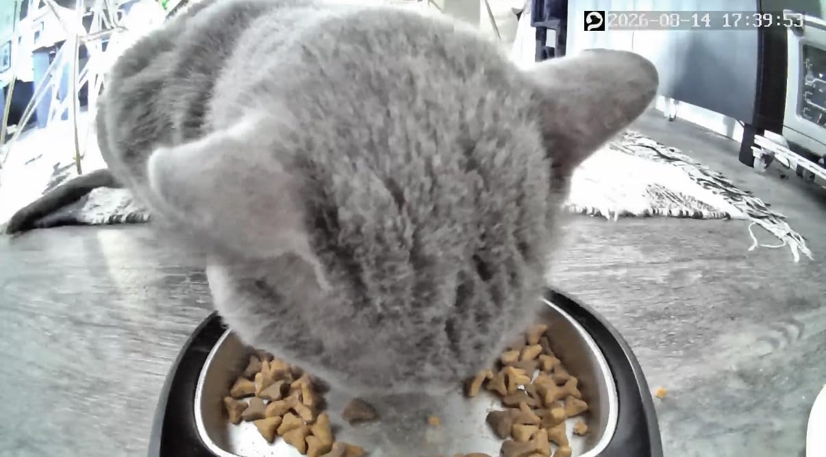 PETLIBRO Automatic Cat Feeder with Camera, 1080P HD Video with Night Vision, 5G WiFi Pet Feeder with 2-Way Audio, Low Food & Blockage Sensor, Motion & Sound Alerts for Cat & Dog Single Tray customer photo 2