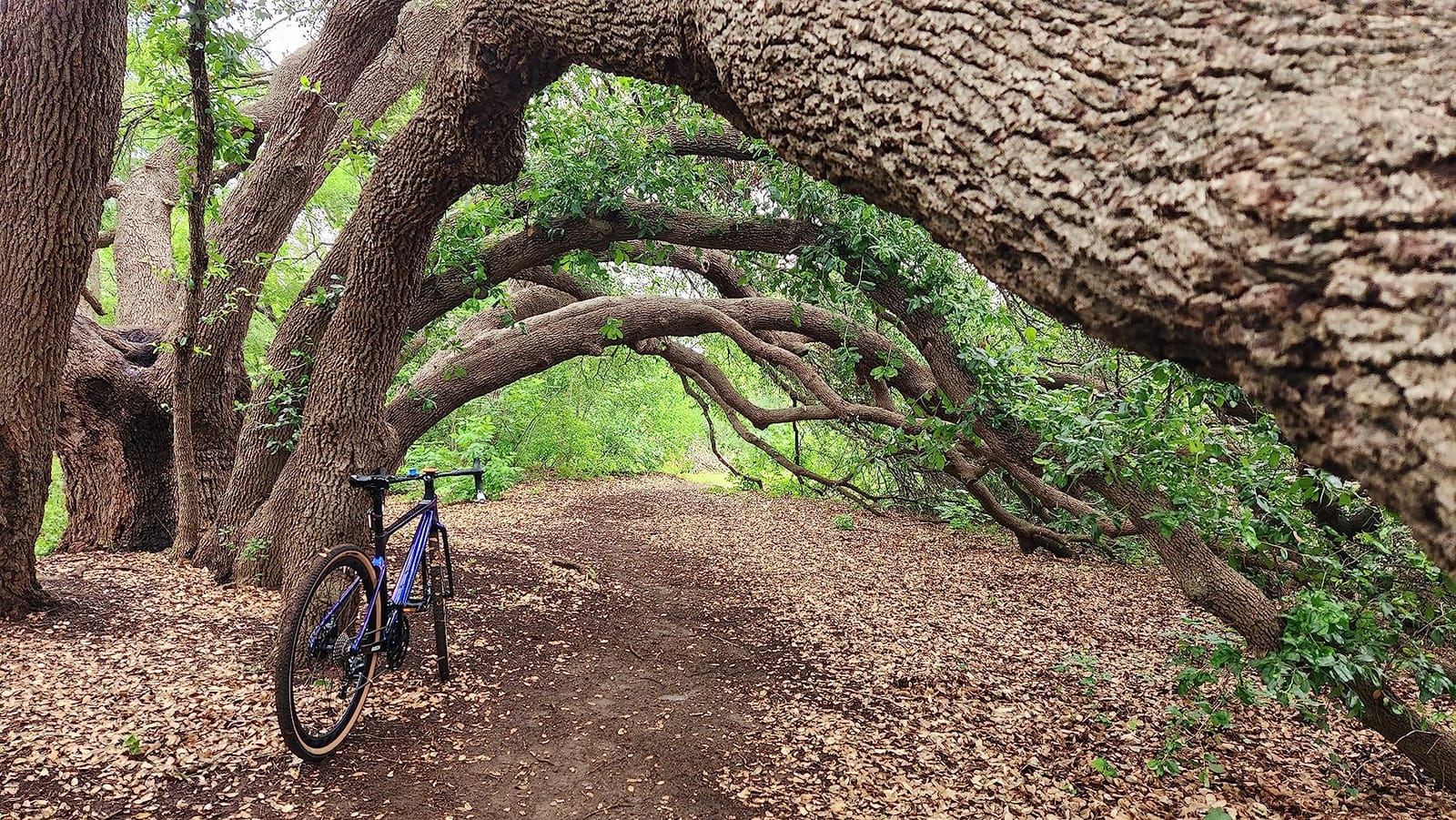 KABON Carbon Gravel Road Bike, T800 Carbon Fiber Frame 700C Road Bike with 18 Speeds Drivetrain, Integrated Carbon Handlebar, Disc Brakes Racing Bicycle for Adult Unisex customer photo 1