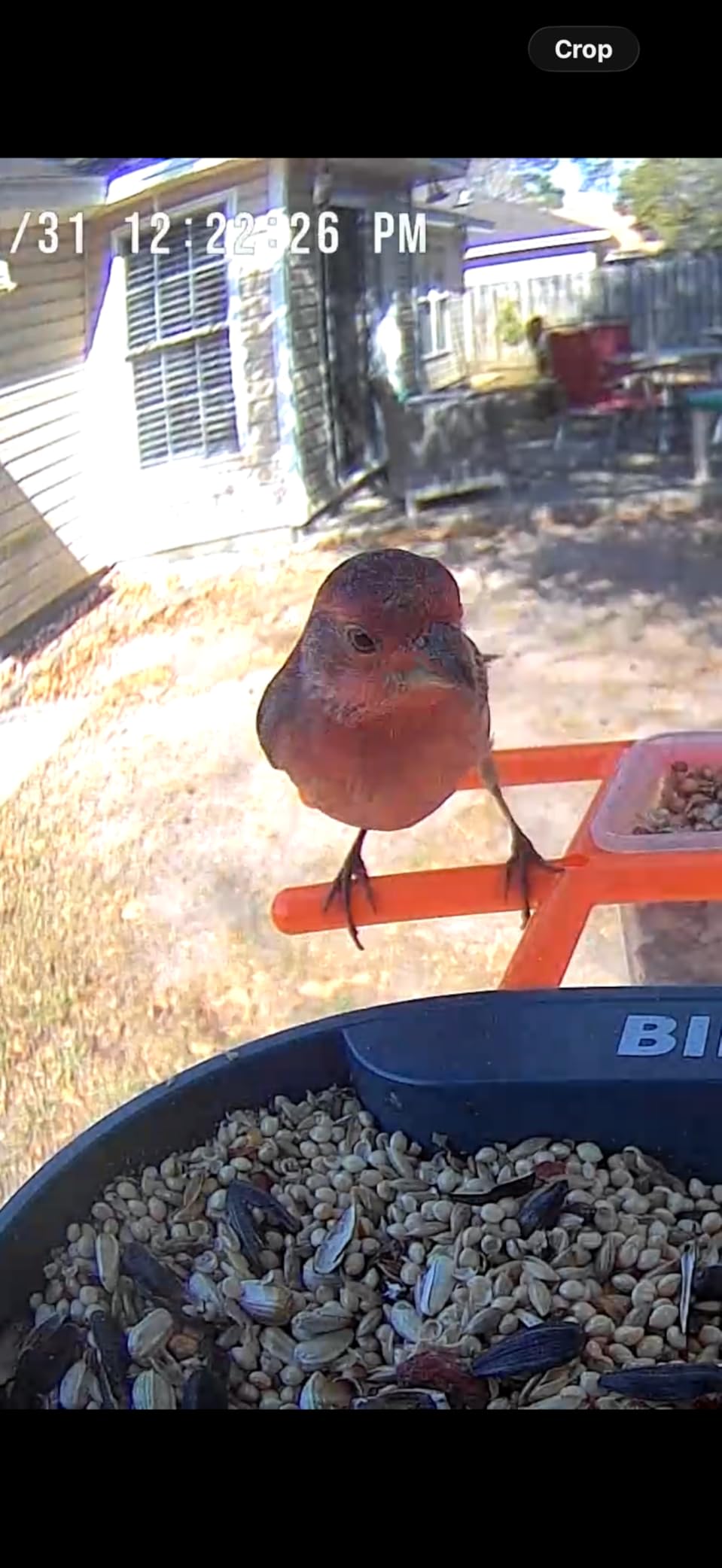 birdsnap® PAV Bird Feeder with Camera Solar Powered 2K Live Video 32GB Card customer photo 2