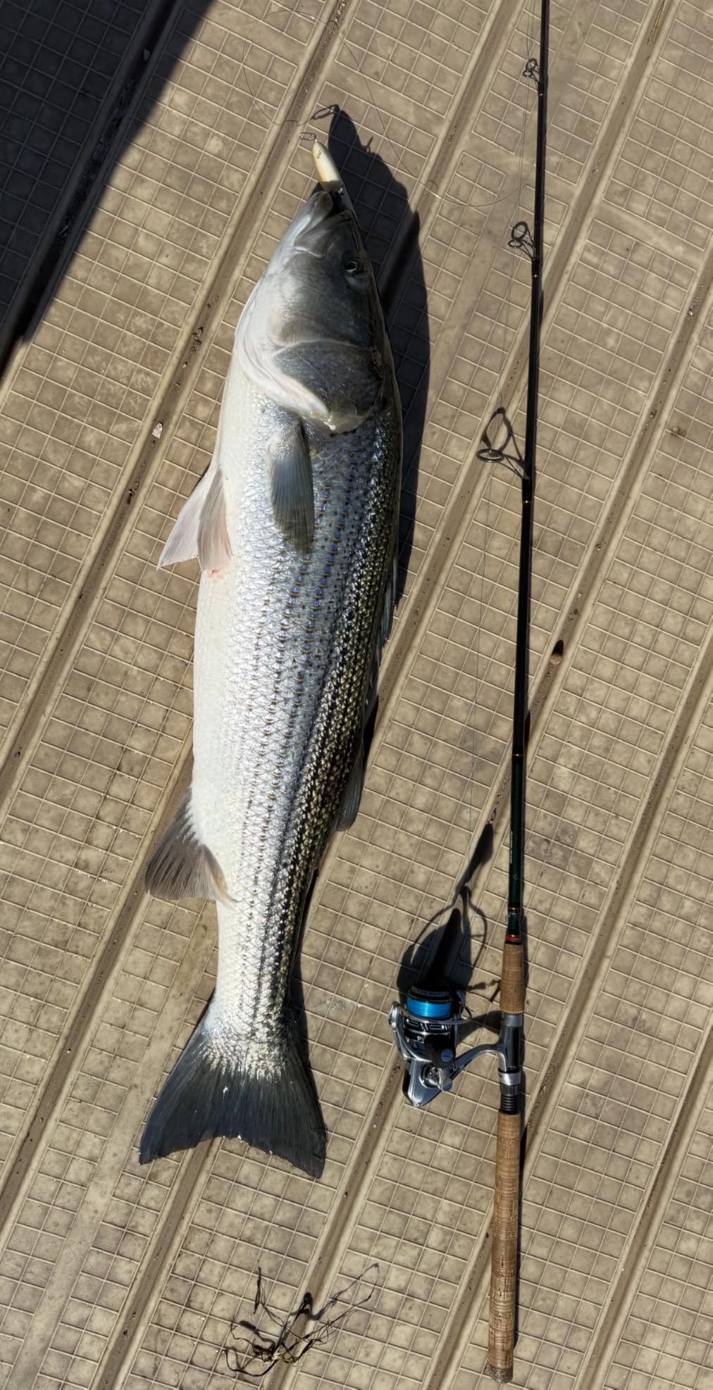 Piscifun NautiX Spinning Reel, Aluminum Body, 33lb Max Drag customer photo 1