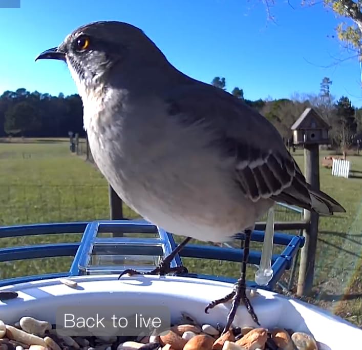 Bird Feeder with Camera,Birds House Camera,Solar Powered,AI Bird ID | Auto records FHD videos of birds in your backyard,Instant Notifications, Ideal gift for family and bird lovers,Navy Blue customer photo 2