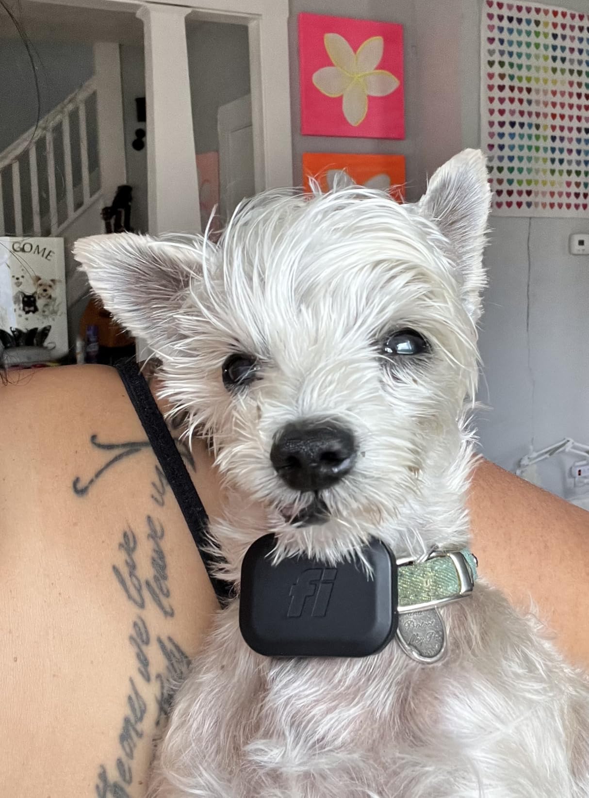 Fi Mini Attachable GPS + Health Tracker for Dogs, 6-Month Membership customer photo 2