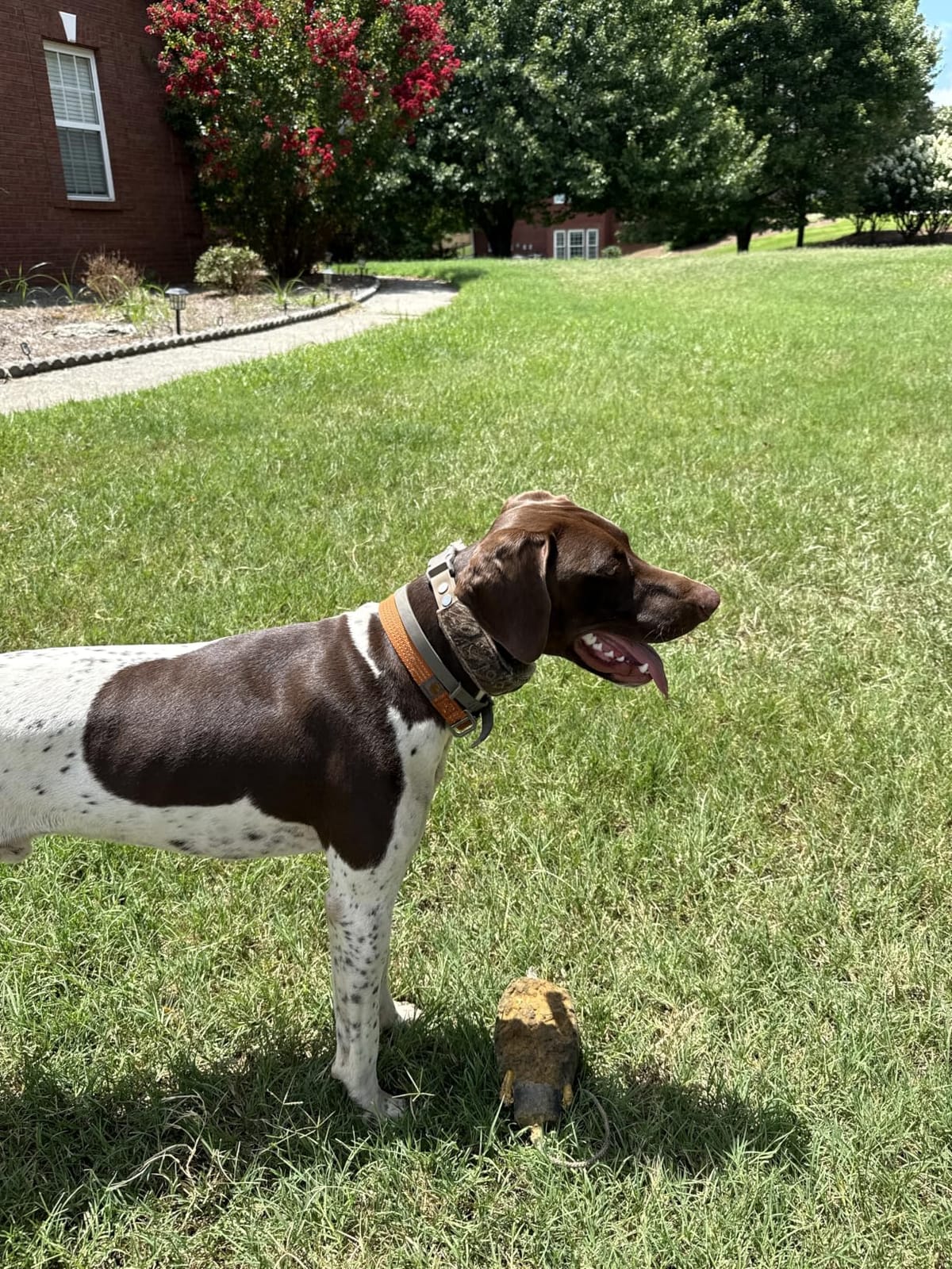 Halo Collar 5 GPS Wireless Dog Fence, Graphite | Keep Your Dog Safe with Custom Boundaries, Real-Time Tracking, and Instant Alerts at Home, Away, or Off-Grid customer photo 2