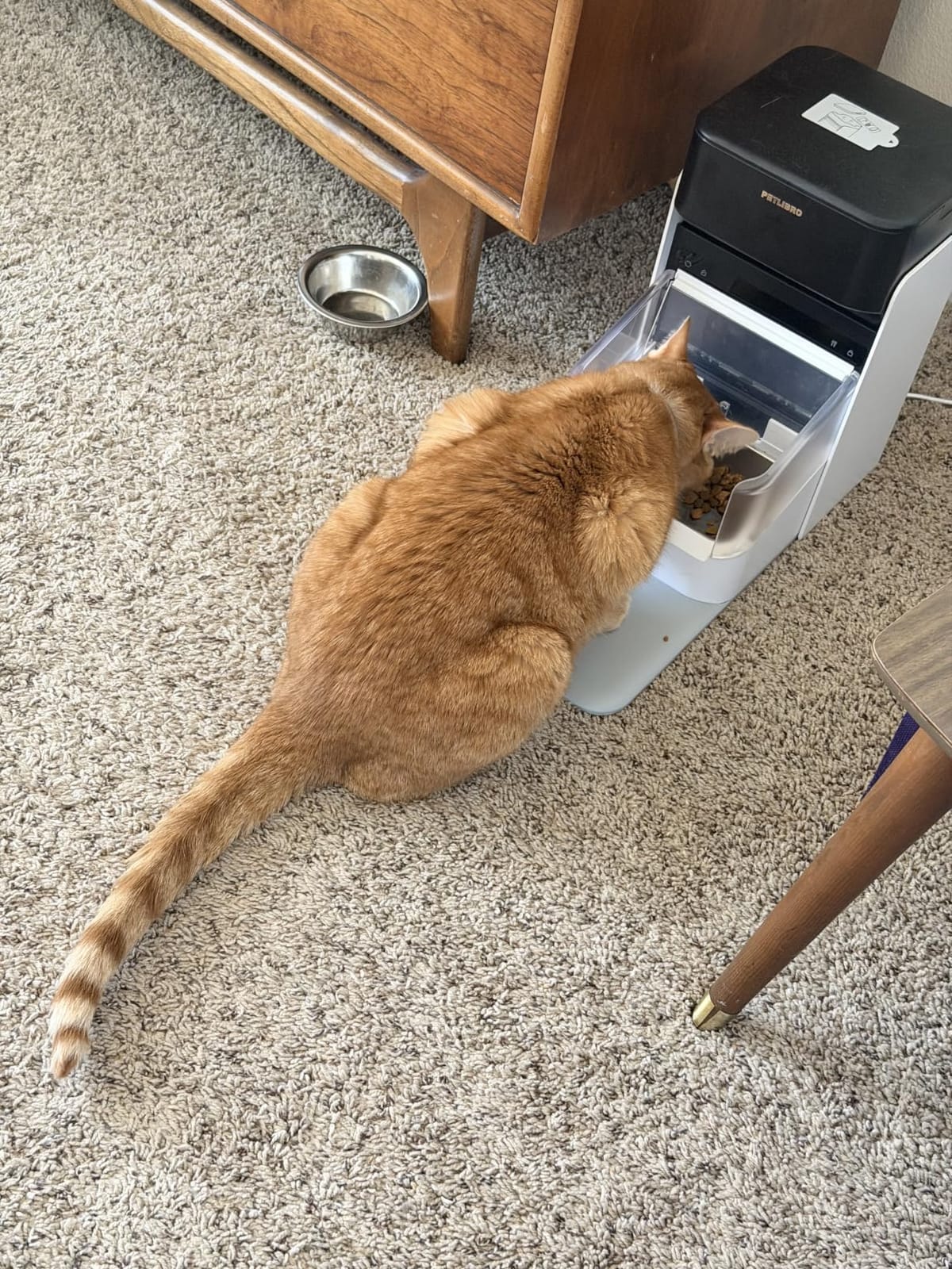 PETLIBRO RFID Automatic Cat Feeder, Collar Sensor for Personalized Meals, Cats Recognition, Diet Tracking and Anti-Stealing for Multi-Pets Homes and Different Diets, Wi-Fi Programmable Food Dispenser customer photo 2