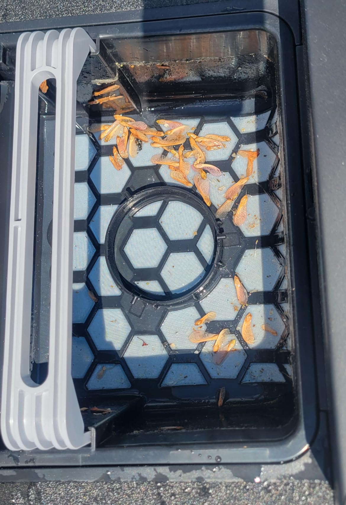 Betta Neo Solar-Powered Robotic Pool Skimmer with App Control & Ultra Long-Range Gateway System, Weather-Adaptive & Scheduled Cleaning, Dual Charging Options, for In-Ground & Above-Ground Pools (Blue) customer photo 1