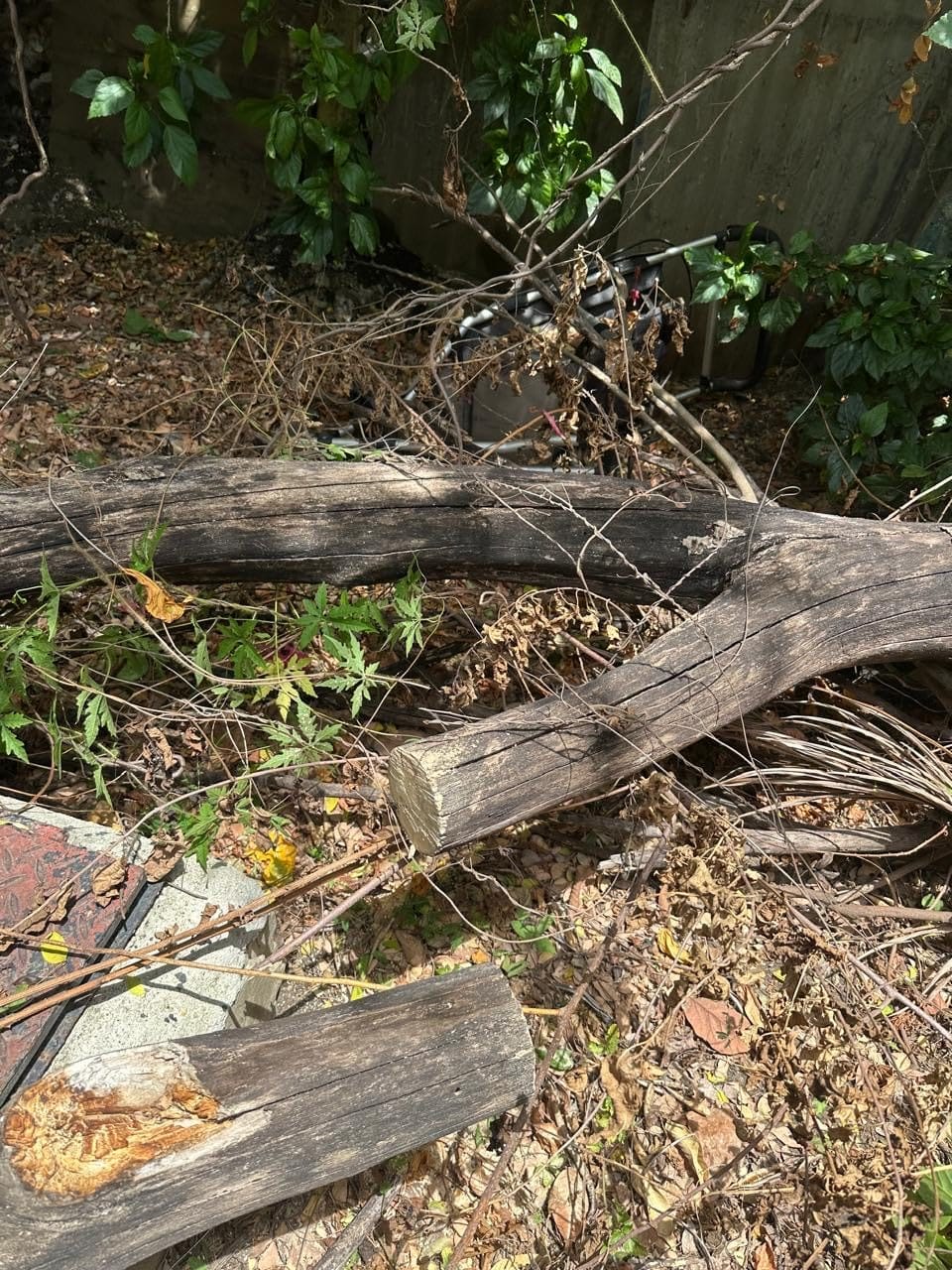 SEESII 2-in-1 Electric Pole Saws for Tree Trimming, Brushless Motor customer photo 1
