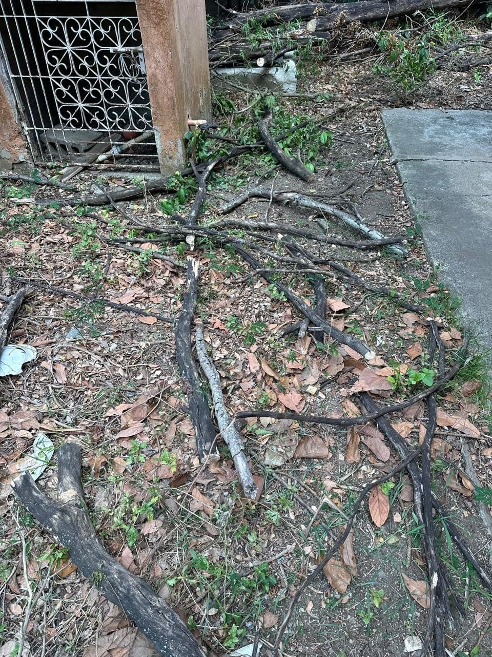 SEESII 2-in-1 Electric Pole Saws for Tree Trimming, Brushless Motor customer photo 2